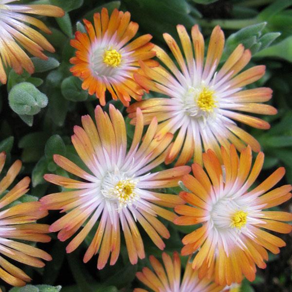 Delosperma cooperi 'Jewel of Desert Topaz' PP23,492 ~ Jewel of Desert® Topaz Ice Plant-ServeScape