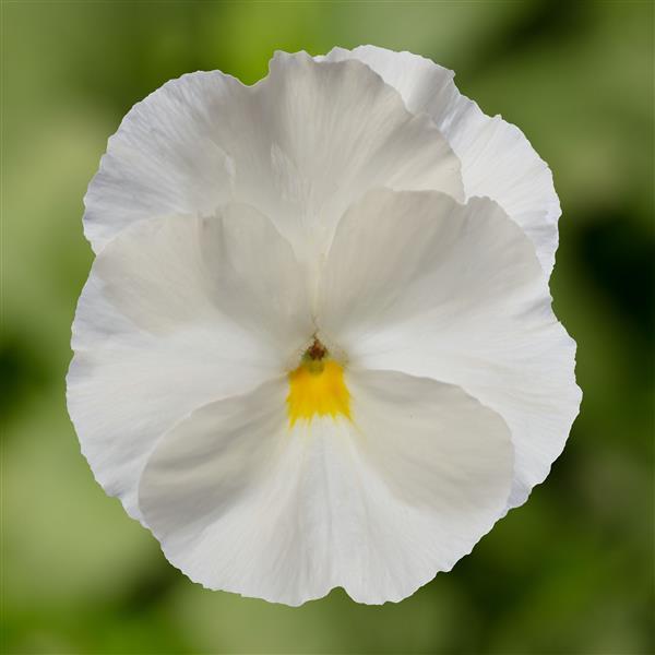 Viola x wittrockiana 'Delta Pro Clear White' ~ Delta™ Pro Clear White Pansy-ServeScape