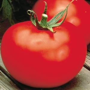 Solanum lycopersicum 'Better Boy' ~ Better Boy Tomato-ServeScape