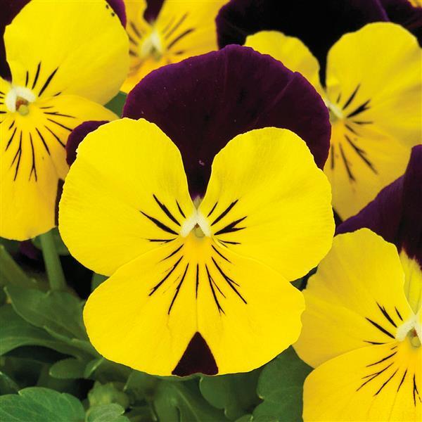 Viola cornuta 'Colormax Yellow Jump Up' ~ Colormax® Yellow Jump Up Viola-ServeScape