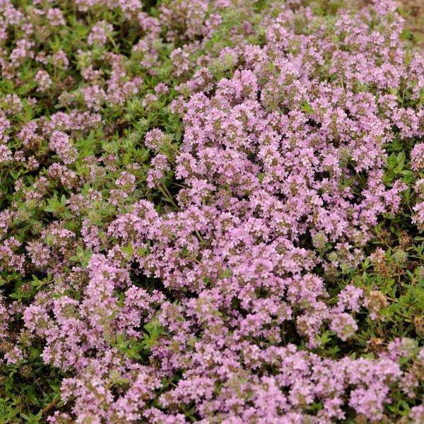 Thymus serpyllum 'Magic Carpet' ~ Magic Carpet Creeping Thyme-ServeScape