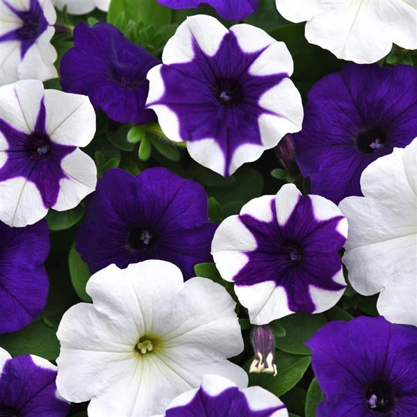 Petunia x 'PAS1780984' ~ E3 Easy Wave® Déjà Vu Mixture Spreading Petunia-ServeScape