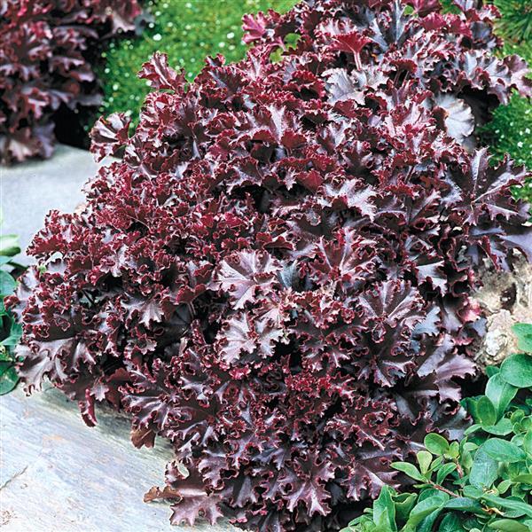 Heuchera 'Kiecakrul' ~ Melting Fire Heuchera-ServeScape