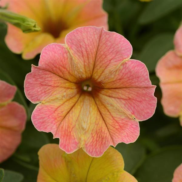 Petunia hybrid 'DCAS303' ~ Cascadias™ Indian Summer Petunia-ServeScape