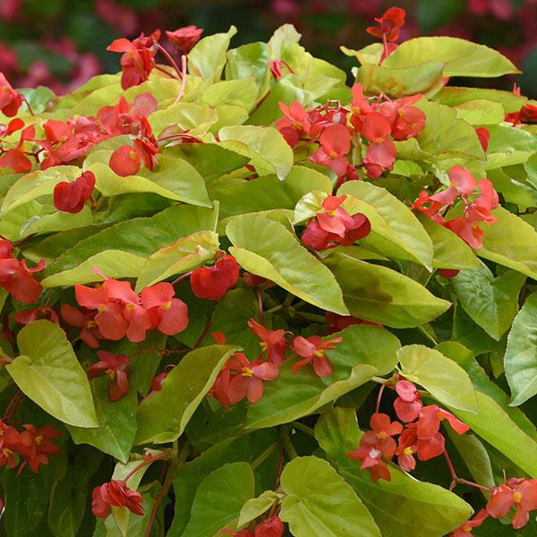 Begonia x hybrida 'Canary Wing' ~ Canary Wing Begonia-ServeScape