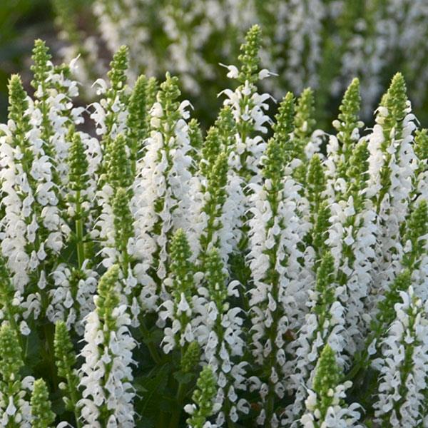 Salvia nemorosa 'Bumblesnow' ~ Bumblesnow Meadow Sage-ServeScape