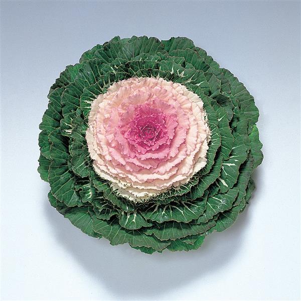 Brassica oleracea (Acephala Group) 'Pigeon Victoria Pink' ~ Pigeon Victoria Pink Ornamental Kale-ServeScape