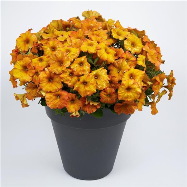 Petchoa 'SAKPXC032' ~ SuperCal® Sunset Orange Petchoa-ServeScape