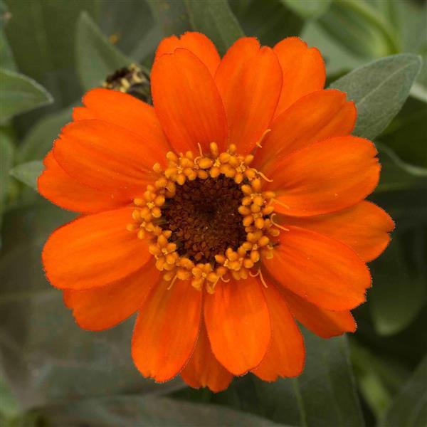 Zinnia ‘Profusion Fire’ ~ Profusion Fire Zinnia-ServeScape