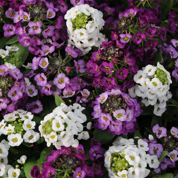 Lobularia maritimum 'Clear Crystal Mix' ~ Clear Crystal Mix Sweet Alyssum-ServeScape
