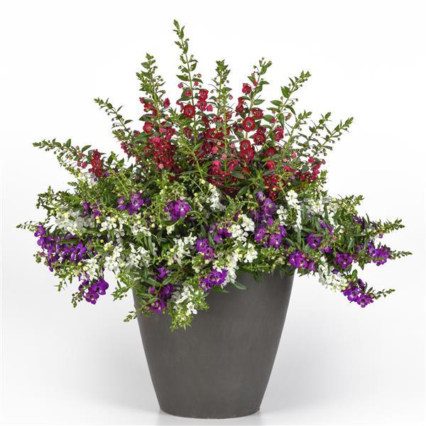 MixMasters™ Patriotic Heart Angelonia Mix-ServeScape