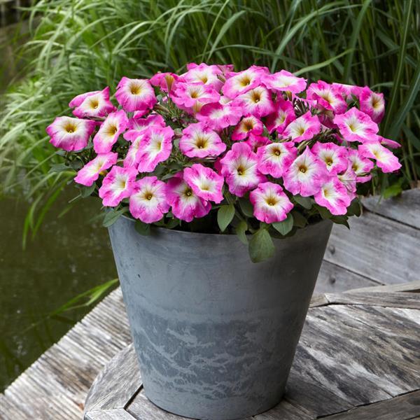 Petunia x 'PAS1499771' ~ E3 Easy Wave® Rose Morn Spreading Petunia-ServeScape