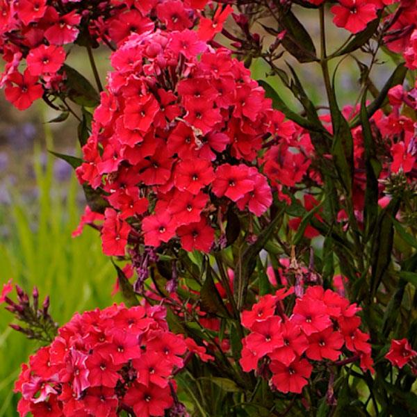 Phlox paniculata Red Riding Hood' ~ Red Riding Hood Phlox-ServeScape