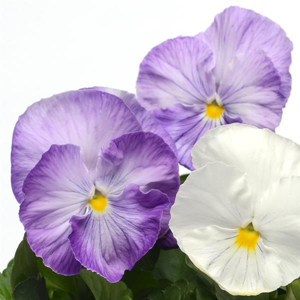 Viola x wittrockiana' PAS835621' ~ Spring Matrix™ Lavender Shades Pansy-ServeScape