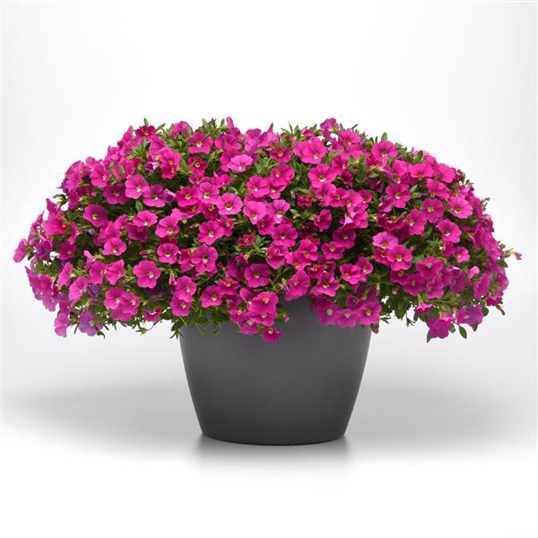 Calibrachoa hybrid 'Balcabini490' ~ Cabaret® Pink Calibrachoa-ServeScape