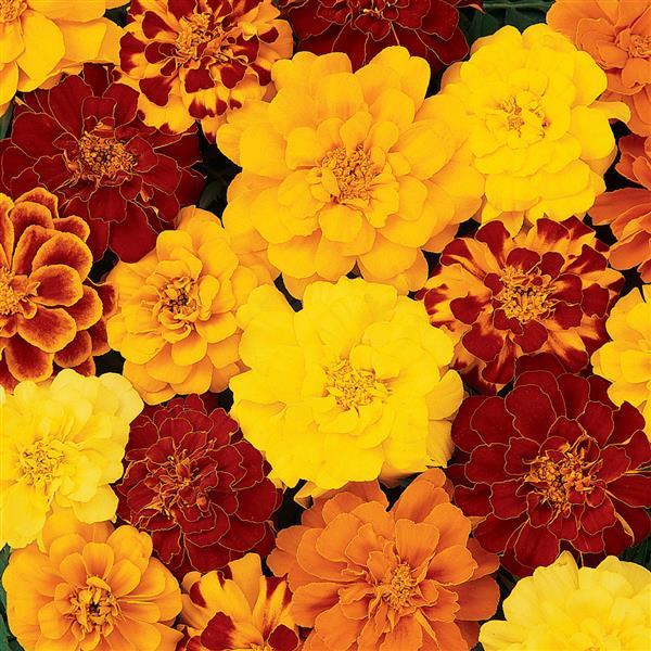 Tagetes patula 'Durango Mix' ~ Durango® Mix French Marigold-ServeScape