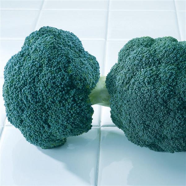 Brassica oleracea italica 'Destiny' ~ Destiny Broccoli-ServeScape