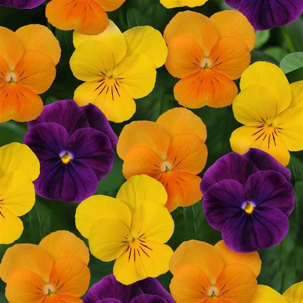 Viola cornuta 'Sorbet XP Harvest Mix' ~ Sorbet™ XP Harvest Mix Viola ...