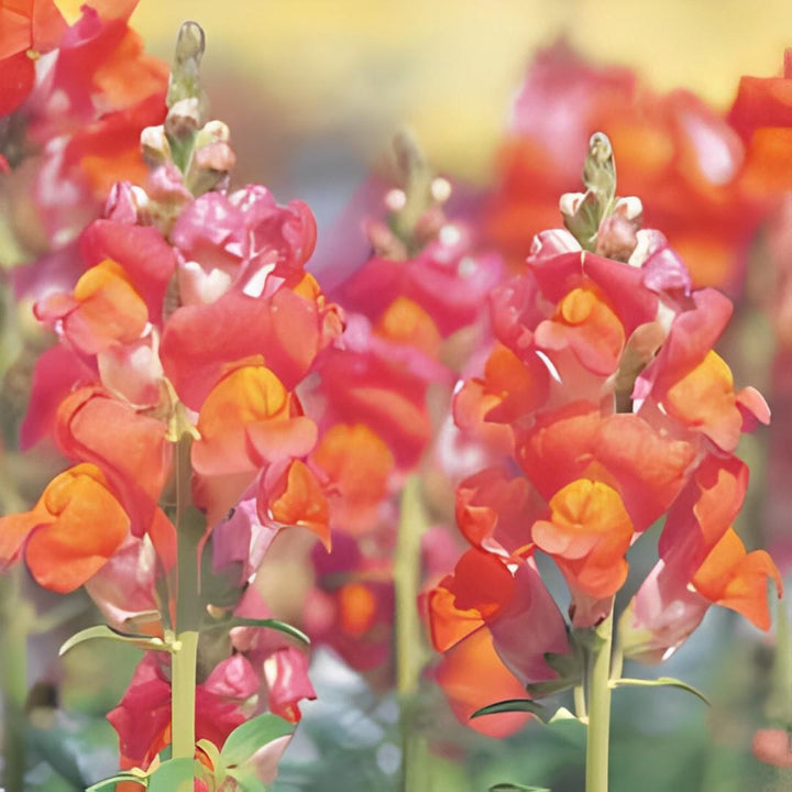 Antirrhinum majus 'Speedy Sonnet Bronze' ~ Speedy Sonnet Bronze Snapdragon-ServeScape