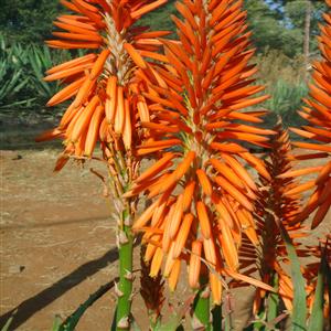 Aloe 'ANDora' ~ Safari Orange Aloe-ServeScape