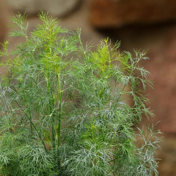 Anethum graveolens 'Fernleaf' ~ Fernleaf Dill-ServeScape