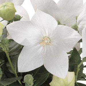 Platycodon grandiflorus 'Astra White' ~ Astra White Balloon Flower-ServeScape