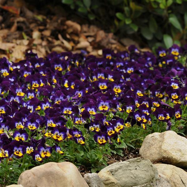 Viola cornuta 'PAS733558' ~ Sorbet™ Midnight Glow Viola-ServeScape