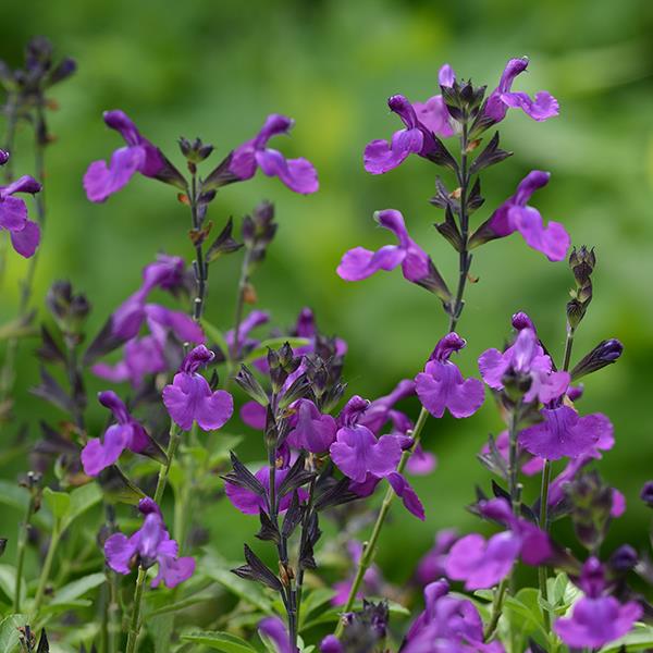 Salvia greggii 'Balmirvio' ~ Mirage™ Violet Autumn Sage-ServeScape