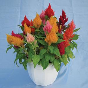 Celosia plumosa 'Kimono Mix' ~ Kimono Mix Celosia-ServeScape