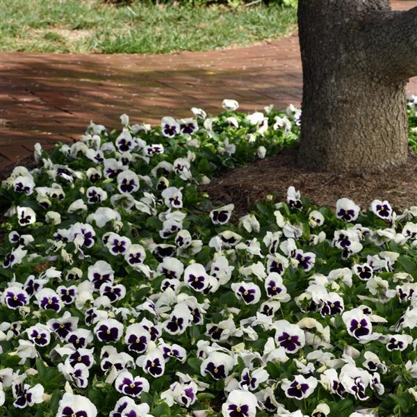 Viola x wittrockiana 'PAS334560' ~ Matrix™ White Blotch Pansy-ServeScape