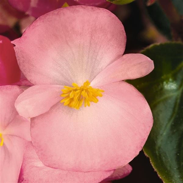 Begonia 'Big Pink Green Pink' ~ BIG™ Pink Green Leaf Begonia-ServeScape