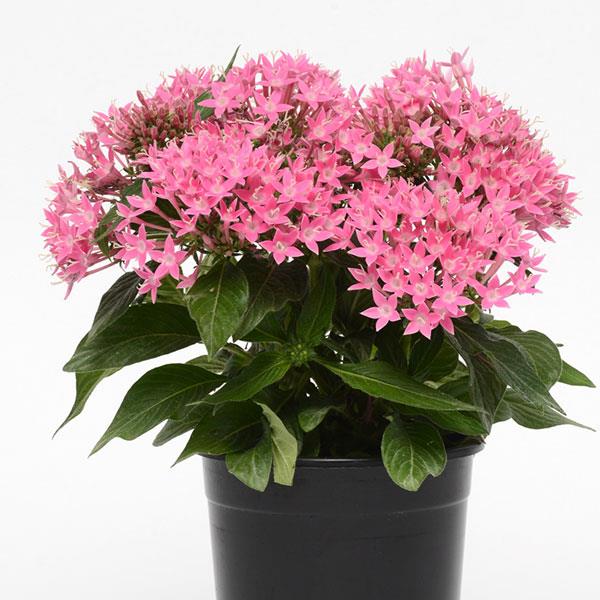 Pentas lanceolata 'Lucky Star Deep Pink' ~ Lucky Star® Deep Pink Star Flower-ServeScape