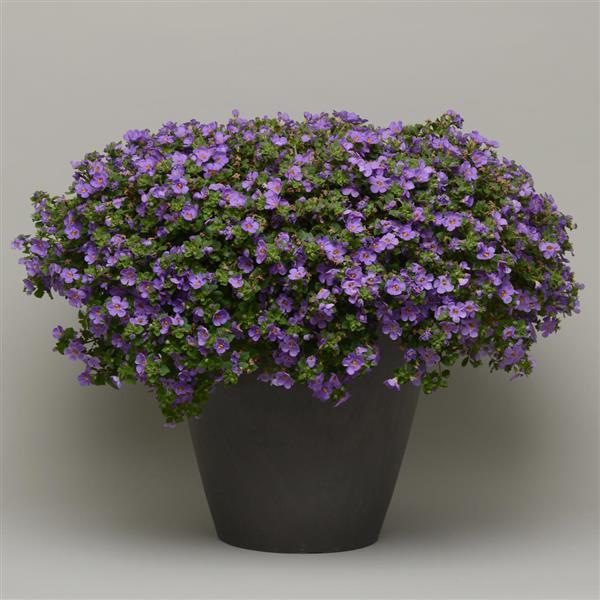Sutera cordata 'Balmecoluim' ~ MegaCopa™ Blue Bacopa-ServeScape