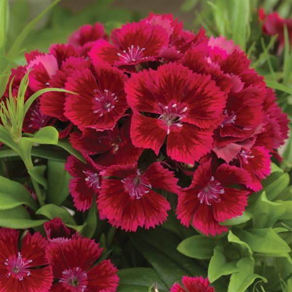 Dianthus barbatus 'Diabunda Red' ~ Diabunda™ Red Dianthus-ServeScape