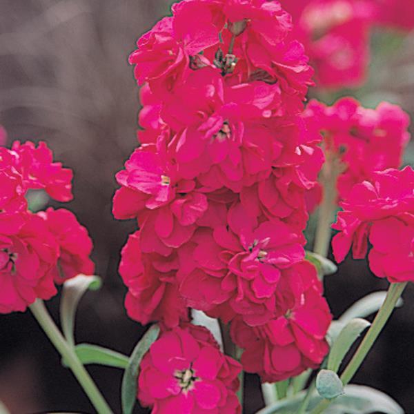 Matthiola incana 'Harmony Deep Rose' ~ Harmony™ Deep Rose Stock-ServeScape