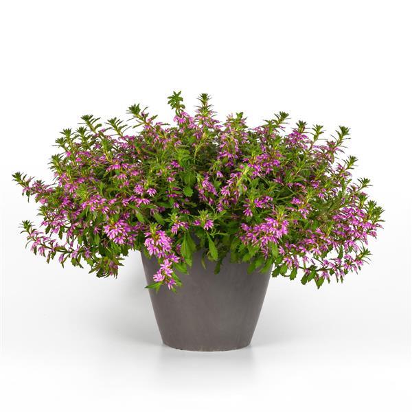 Scaevola 'Surdiva Pink Brilliance' ~ SURDIVA® Pink Brilliance Fan Flower-ServeScape