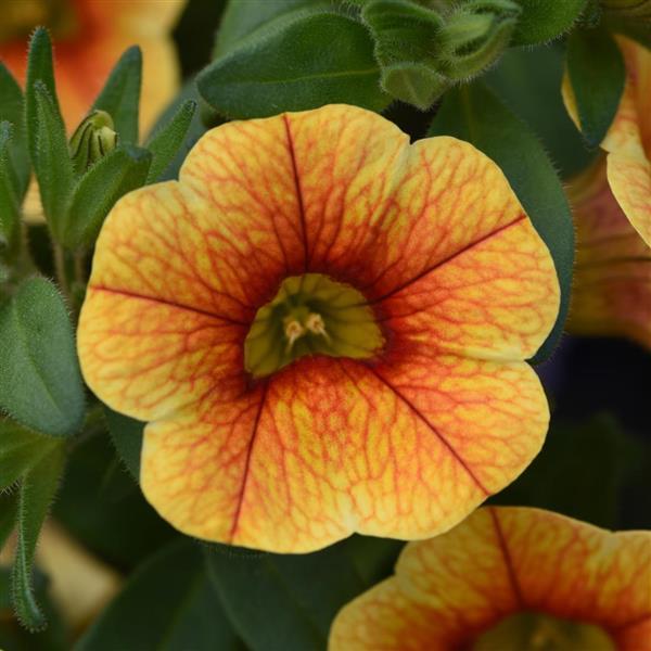 Calibrachoa hybrida 'KLECA20803' ~ MiniFamous® Uno Yellow+Red Vein Calibrachoa-ServeScape