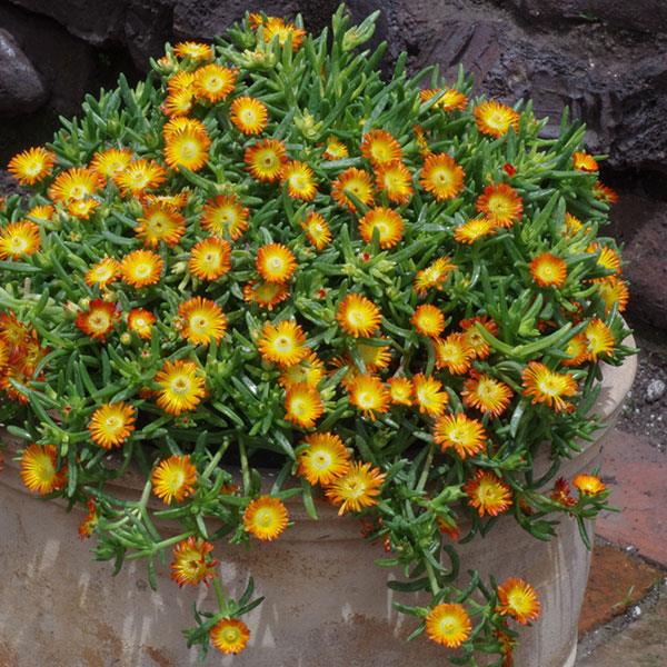 Delosperma nubigenum 'WOWDOY3' ~ WOW® Orange Ice Plant-ServeScape