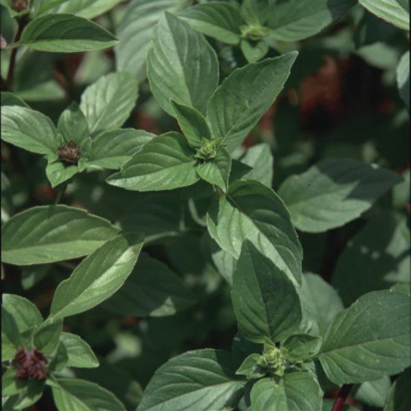 Ocimum basilicum 'Cinnamon' ~ Cinnamon Sweet Basil-ServeScape