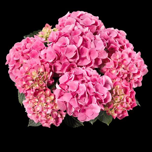 Hydrangea macrophylla 'Sarena Pink' ~ Sarena Pink Hydrangea-ServeScape