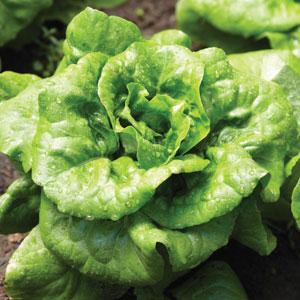 Lactuca sativa 'Buttercrunch' ~ Buttercrunch Lettuce-ServeScape