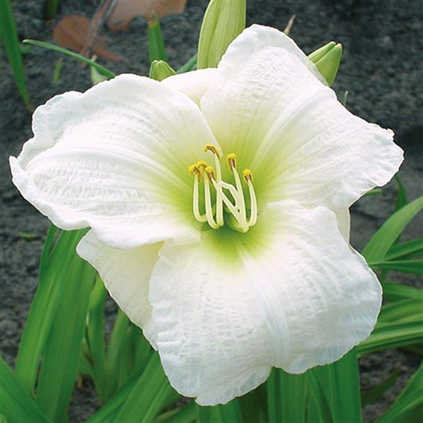 Hemerocallis 'Gentle Shepherd' ~ Gentle Shepherd Daylily-ServeScape
