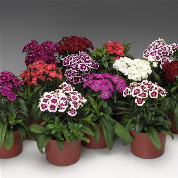Dianthus barbatus 'Barbarini Mix' ~ Barbarini® Mix Dianthus-ServeScape