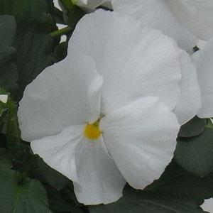 Viola x wittrockiana 'Majestic Giants II Clear White' ~ Majestic Giants II Clear White Pansy-ServeScape