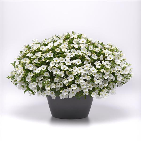 Calibrachoa hybrid 'Balcabriwii' ~ Cabaret® Bright White Calibrachoa-ServeScape