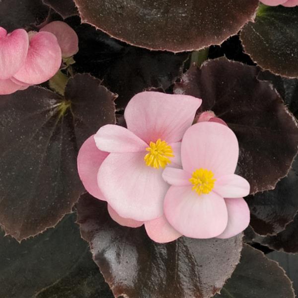 Begonia semperflorens-cultorum 'Cocktail Brandy' ~ Cocktail® Brandy Wax Begonia-ServeScape