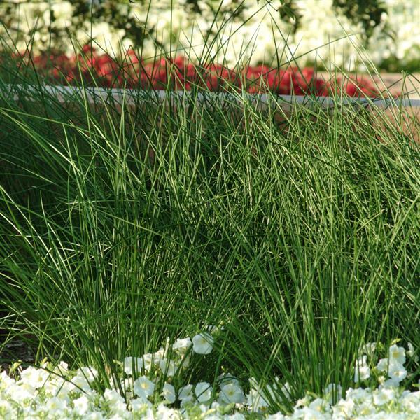 Juncus pallidus 'Javelin' ~ Javelin Juncus-ServeScape