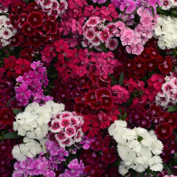 Dianthus chinensis x barbatus 'Floral Lace Mix' ~ Floral Lace™ Mix Dianthus-ServeScape