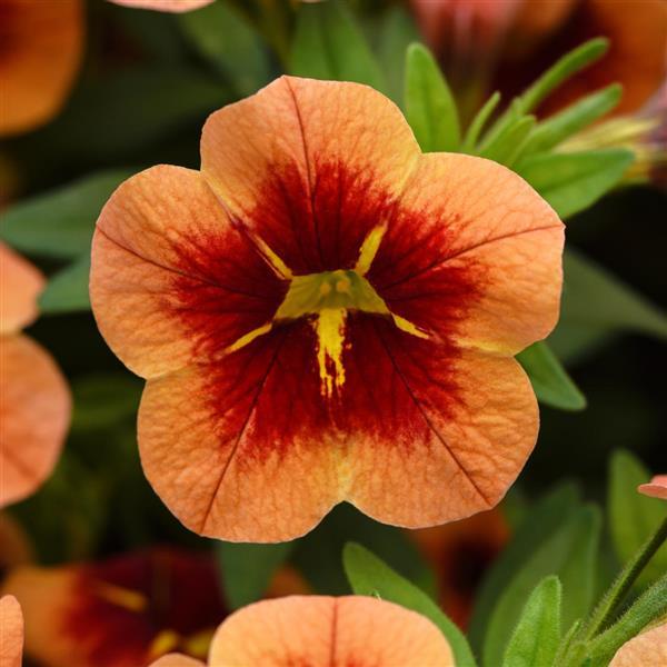 Calibrachoa hybrid 'Balbumorim' ~ Bumble Bee™ Orange Calibrachoa-ServeScape