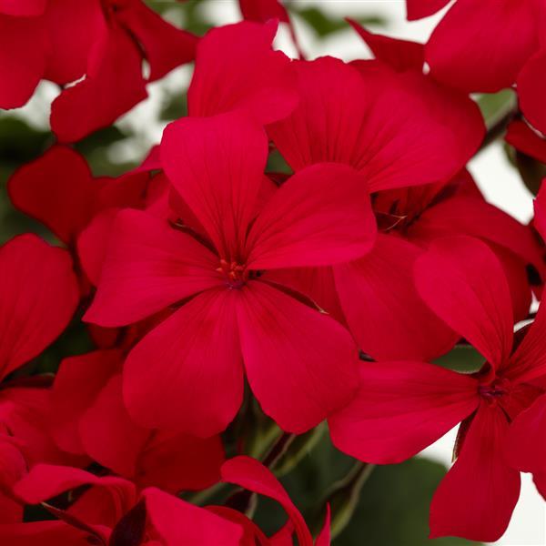 Pelargonium interspecific 'Caliente Hot Pink' ~ Caliente® Hot Pink Geranium-ServeScape